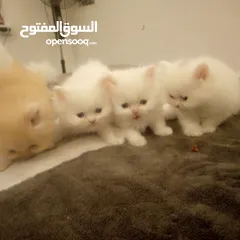  8 قطط شيرازي للبيع Persian cats for sale