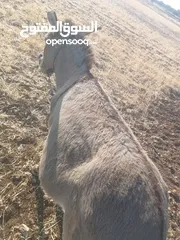  5 حمار غنم نخب اول ولا غلطه مخصي