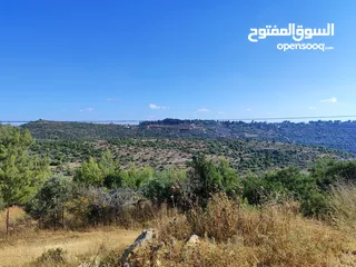  1 ارض في ام صفا