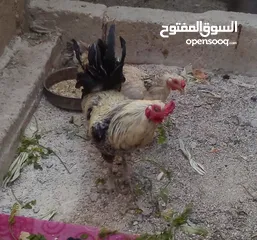  4 ديك بلديه للبيع سعر 12 دينار