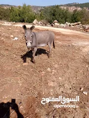  2 حماره مسروقه