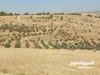  5 30 دنم جرش قفقفا طريق اربد عمان