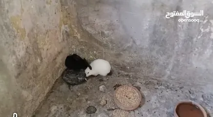  2 ارانب هولندي وحبة بلدية