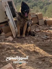  2 جوز جيرمن ذكر وانثى عمرهن سنة ونص جوز مستوا عالي