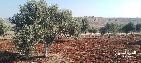  10 ارض للبيع في عربونه