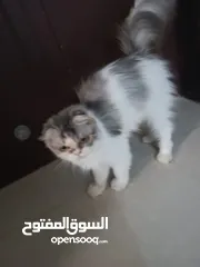  16 free cat قطط مجانًا