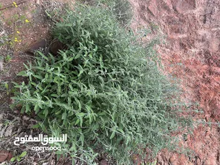  10 ارض مميزة 3ونص دونم للبيع من المالك مباشرة