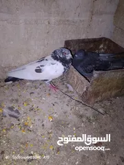 2 جوز حمام طيره قلاب مختومه ام فراخ وفحل باكستاني