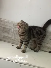  2 سكوتش فولد ماربل