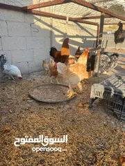  1 جاج لوهمان + بلدي بياض للبيع