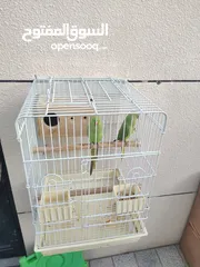  2 Cage with birds pair