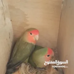  2 جوز روز شغال100٪