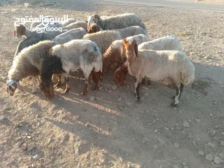  6 بلدي نفس الصور بالضبط عقائق ومناسبات ونذر اوزان 20 ل30 لحم صافي