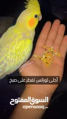  16 جواز كوكتيل جواز حب مكفول