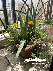  4 Out door plants