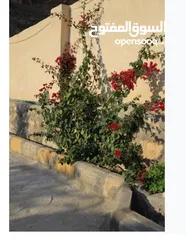  24 3،400دونم ماحص وادي شعيب الفحيص  استخدام سياحي سكني زراعي يكمن شقة قبول شقة  عمان الغربيه من ثمن