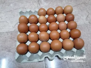  2 بيض دجاج الوهمان الاماني مخصب