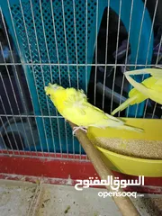  8 جوز حب هوجو رومو لاتينو  وردات فل شغال للبيع او للبدل علا جوز كنار .. اقرأ الوصف .. للبيع بدون قفص