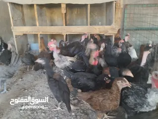  1 فراخ بلدي للبيع