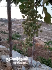  1 غرفه مفروشه لشخص واحد في شقه سكن موظفين