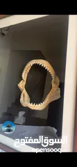  6 إطار فك المفترس .. القرش. حجم كبير  Jaws frame for sale. Shark
