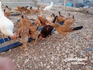  3 صوص بلدي للبيع