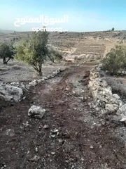  1 ارض زيتون للبيع في صوريف