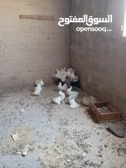  2 حمام هزازللبيع
