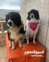  11 Border collie لاول مرة في الاردن