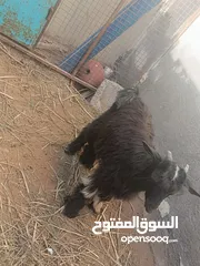  1 اغنام للبيع بصحه جيده