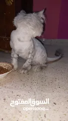  5 قطتين للبيع