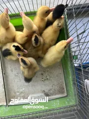  6 متوفر الآن ب محلات عالم الطيور المقابلين إشارة ابو زغله بجانب قهوة المهيرات