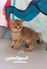  3 كتين سكوتش فولد وستريت