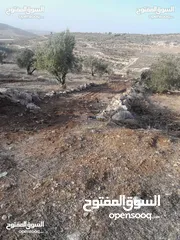  2 ارض مزروعة زيتون للبيع \ صوريف