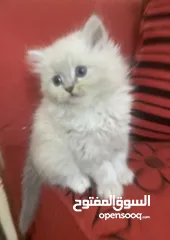  4 قطط هيمالايا