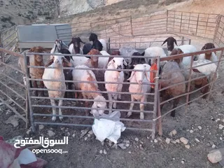  2 19 ثنيه فيهن عشار للتواصل