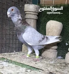  27 جواز وفردات كل اشي الو سعرو الاسعار بالوصف
