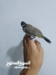  7 موجود جوز فراخ بلابل بلديه مثل العجينه نادي بيجيك طيران إلي بده فيديوه ببعثله
