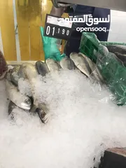  10 ‏للبيع سمك