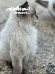  1 قط من فصيل راغدول اغلا أنواع القطط