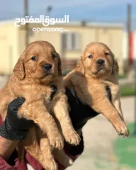  2 Golden retriever puppies