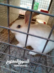  3 هجين ببيون و فرنسي