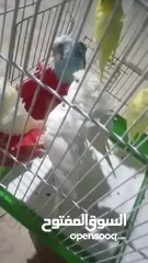  2 هوجو رومو الوان حلوه