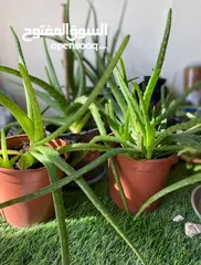  1 Aloe Vera Plants - BD 2 only