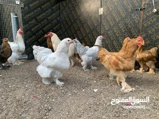  16 دجاج براهما تربايه منزل  