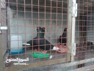  2 مساويه سود