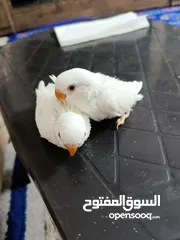 2 فراخ روز البينو بيور عين حمرا