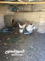  2 حبش للبيع 8اناثي وذكر يعني 9 حبش بل صلاة على النبي في منهن  ثنتين راقدات وفي وحدة بياضة