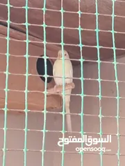 5 للبيع طيور لاتيني بيور