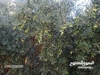  16 مزرعه مع بيت بسعر حرق 36 الف دحل طريق جرش